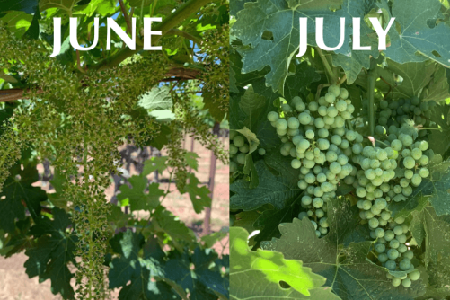 June and July 1