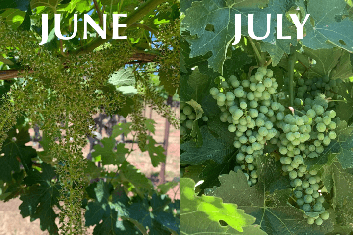 June and July 1