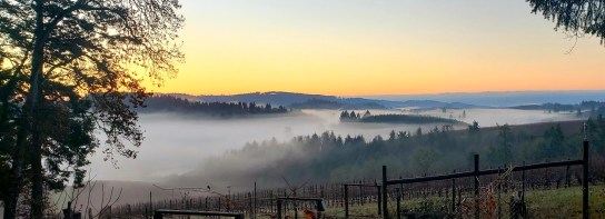 The Four Graces Morning Fog Dew