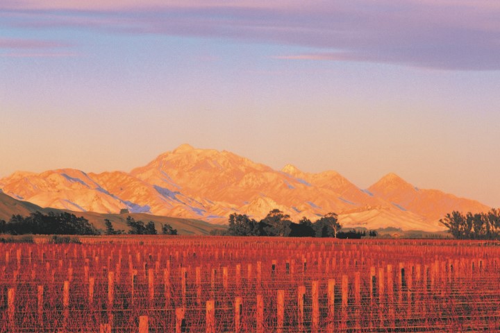 Vavasour vineyards