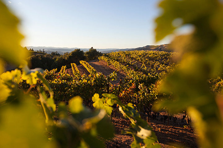 alexander valley