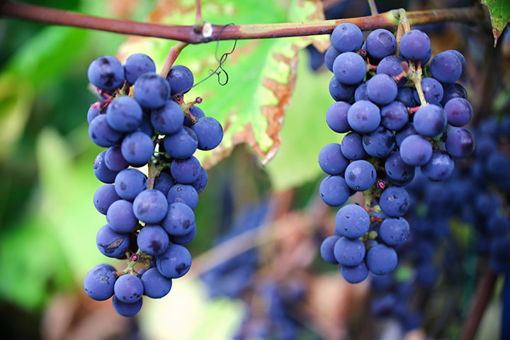 cabernet grapes