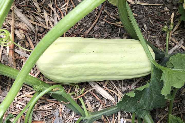 chalk hill garden squash 4