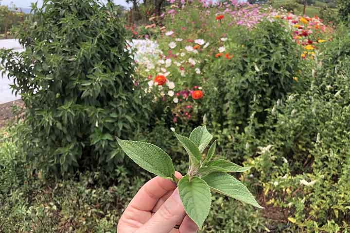 chalk hill garden summer 6