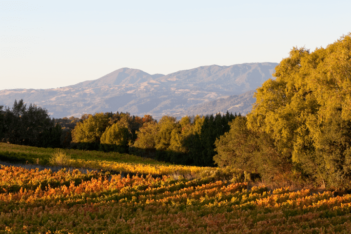 fall vineyard 1
