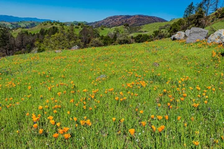 ffws foothill regional park