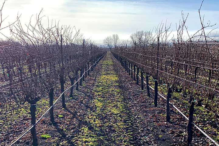 Winter vineyard clearance
