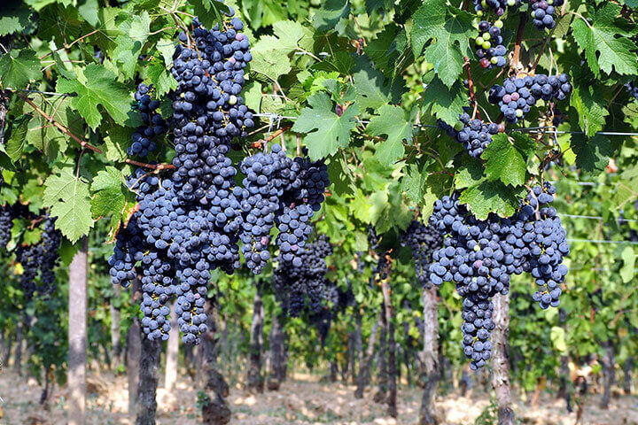 Cabernet Grapes on vines grape vines