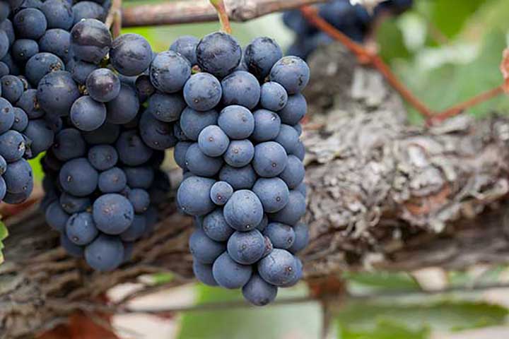 pinot grapes