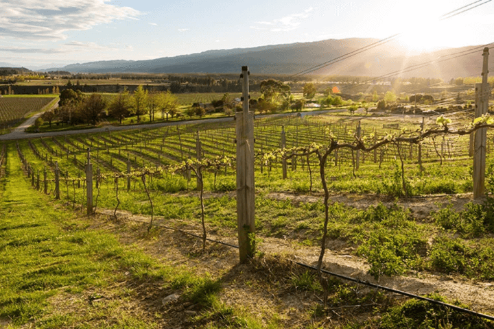 vineyard at mt difficulty 1
