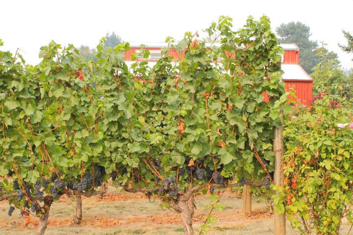 vineyard barn rsz