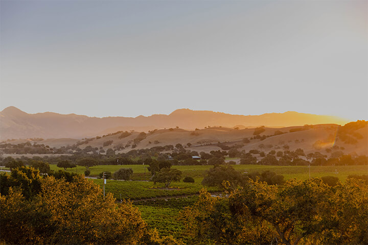 Firestone Vineyard 1