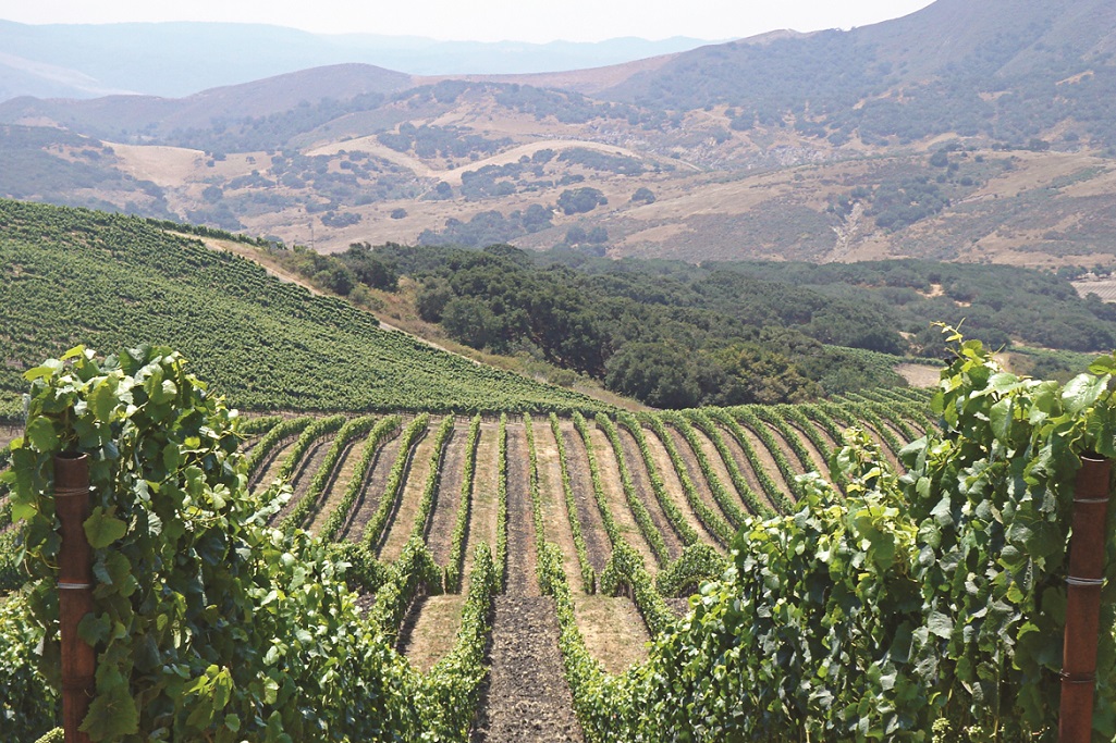 Foley Estate vineyard view from hill 1024x680 1