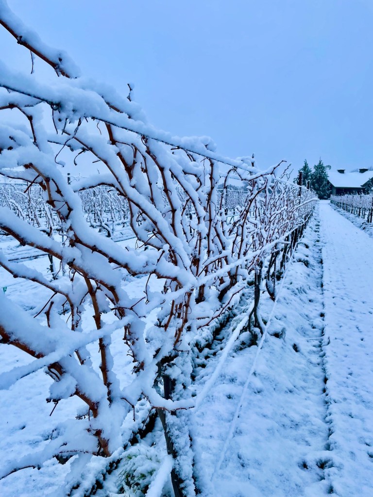 Estate vines dormant snow on vines 2022