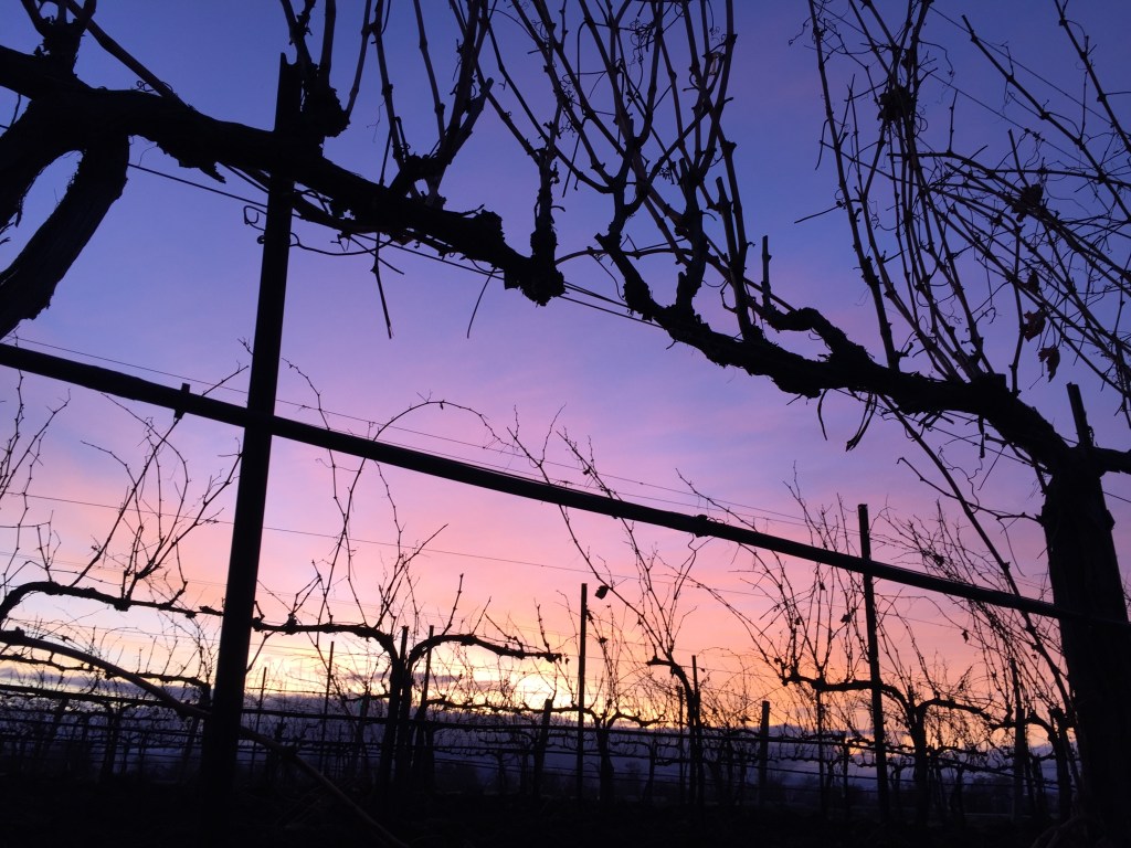 November 2017 sunrise vineyard 625