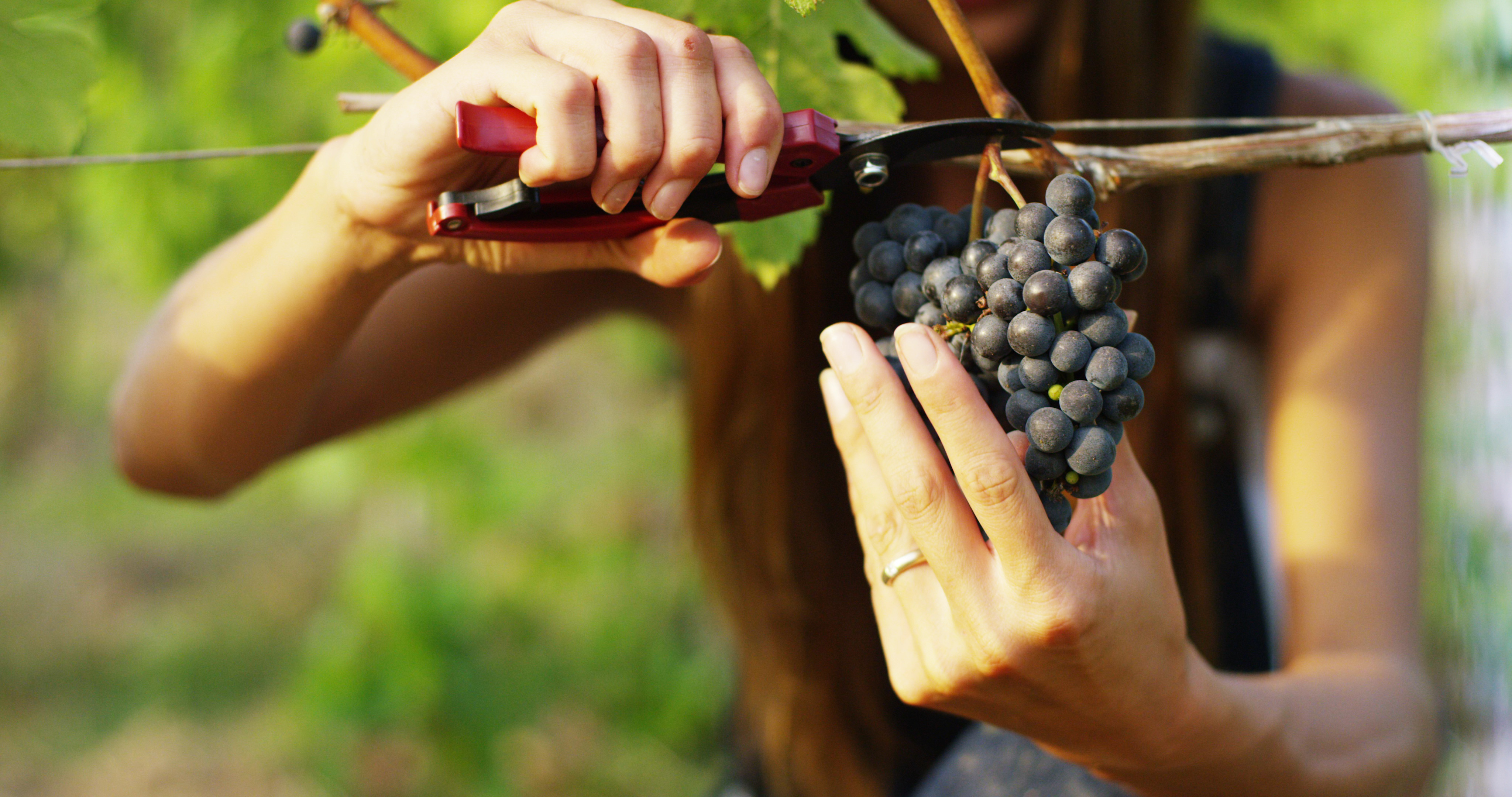 The,Young,Woman,Harvesting,In,Vineyards,,,Collects,The,Selected